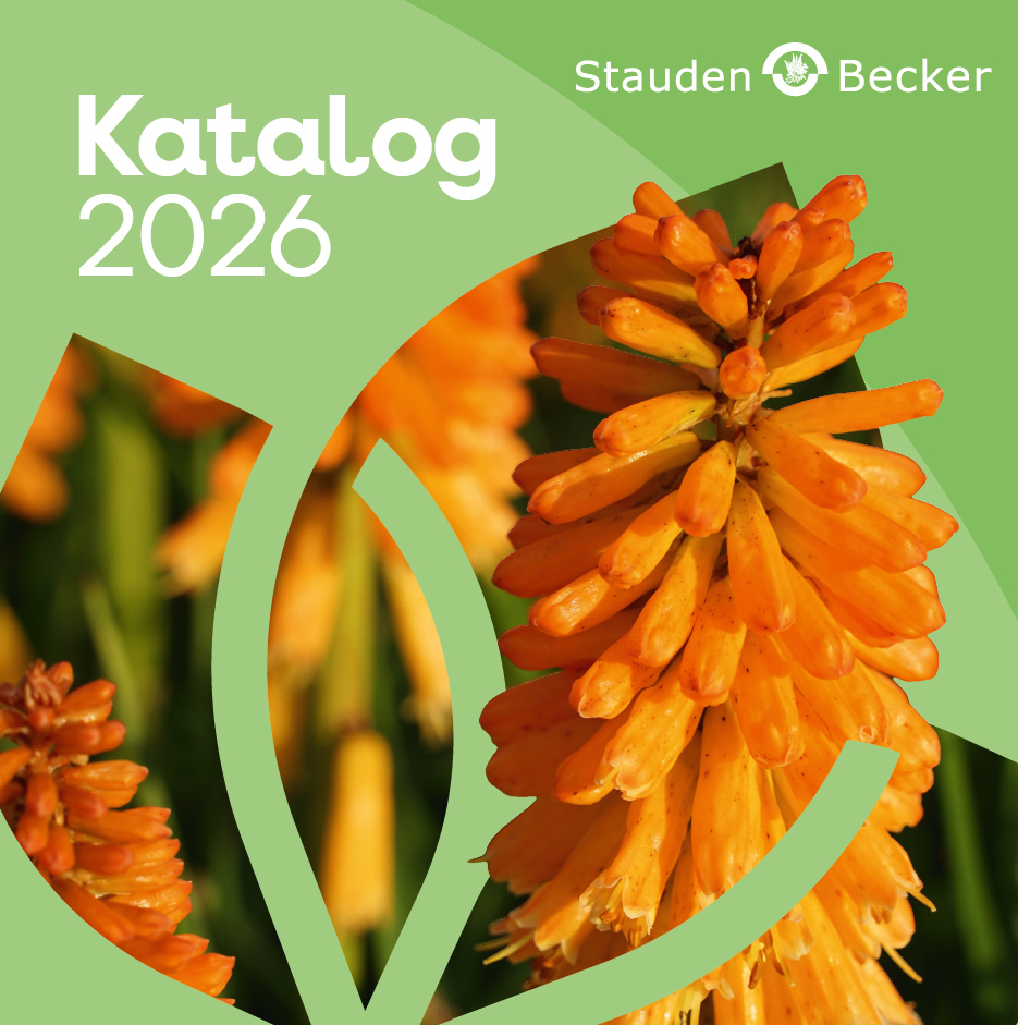 Katalog 2026